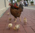 Hühner in Key West.JPG